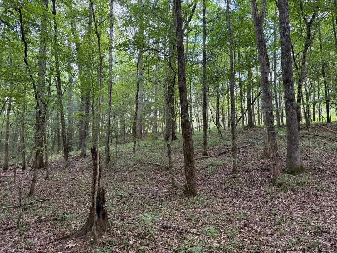 138 acres of Pine and Hardwood in Pike Co