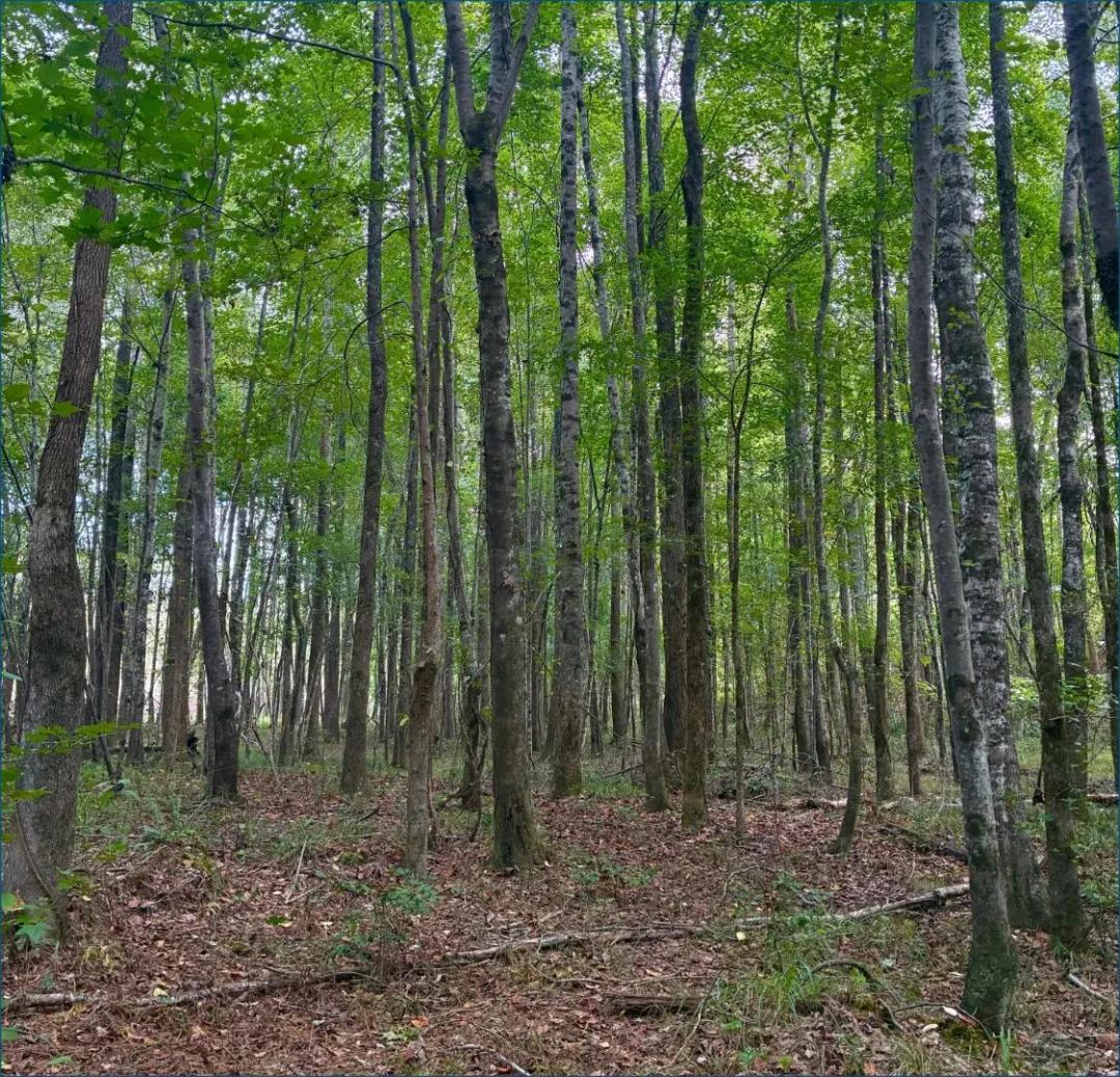9 Acres in Choctaw County in Ackerman, MS