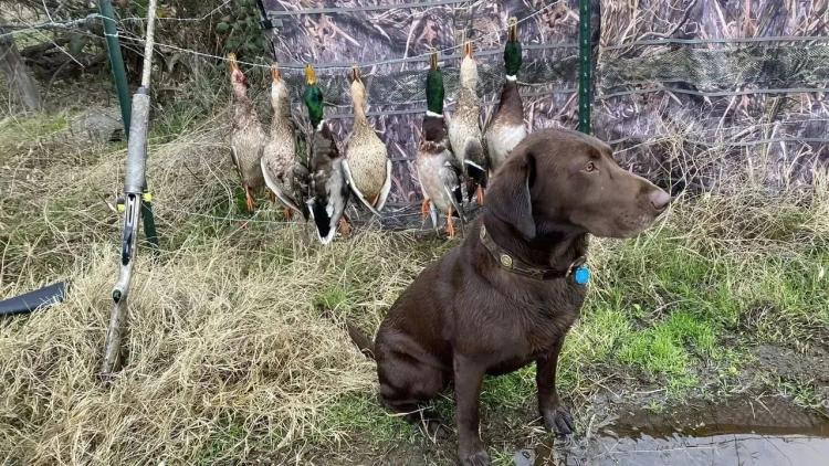 Exceptional Duck Hunting Grounds with buildable lots for a hunting retreat.