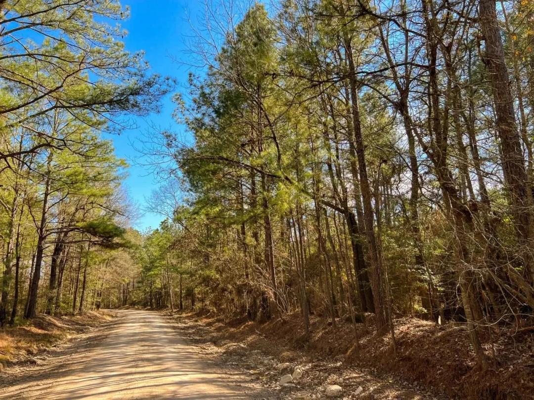 50 Acres | T-14 | Union Springs Rd. | T3077