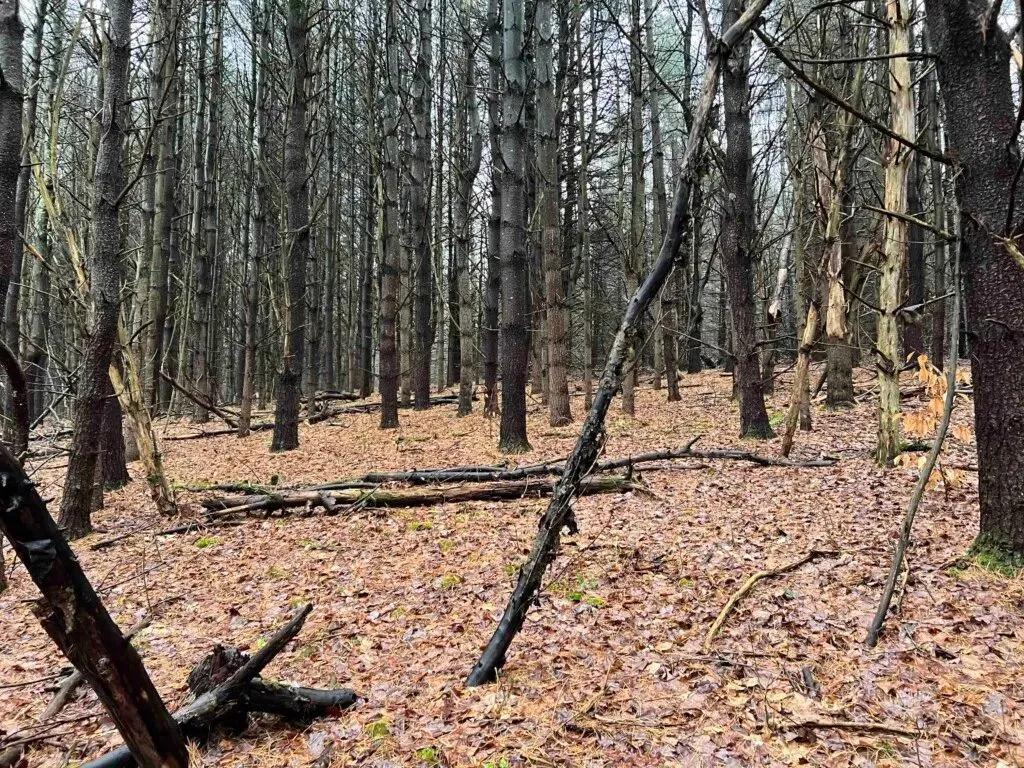 25 acres Hunting Land and Recreational Land in Newark Valley NY Dalton Hill Road