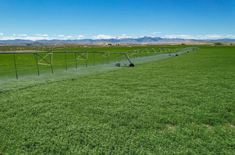 Owyhee Angus Ranch