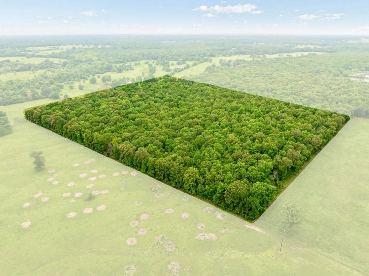 24 Acre Hunting and Recreational Land For Sale Blossom TX