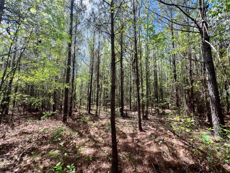 20.00 Acres at 0 Brooklyn Road
