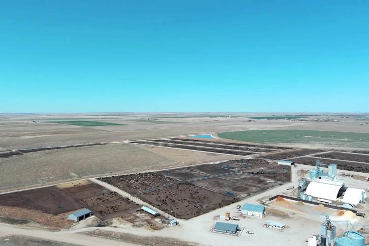 Advantage Feedyard Auction