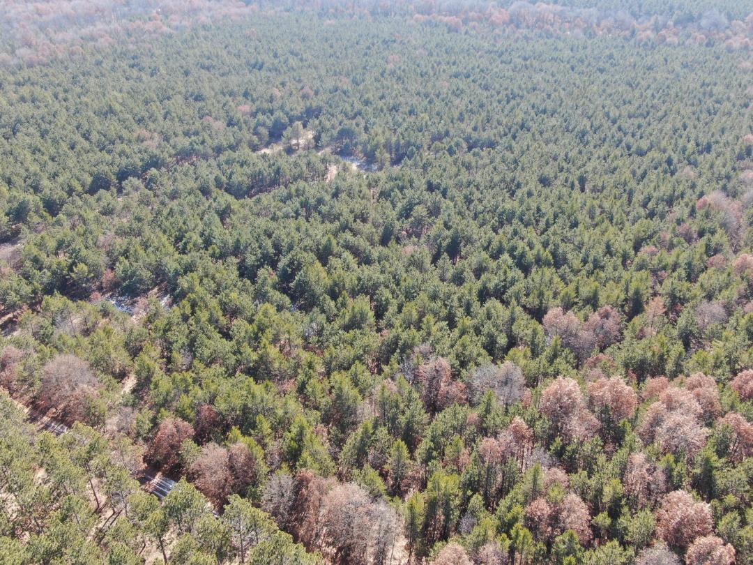 Town of Rome 40 acre timber lot for sale in Adams County WI