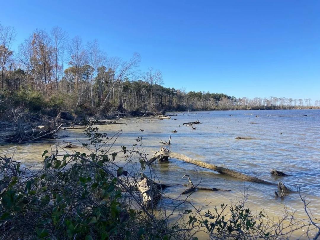 170 acres of Farm Hunting and Development Land for Sale in Pasquotank County, NC!