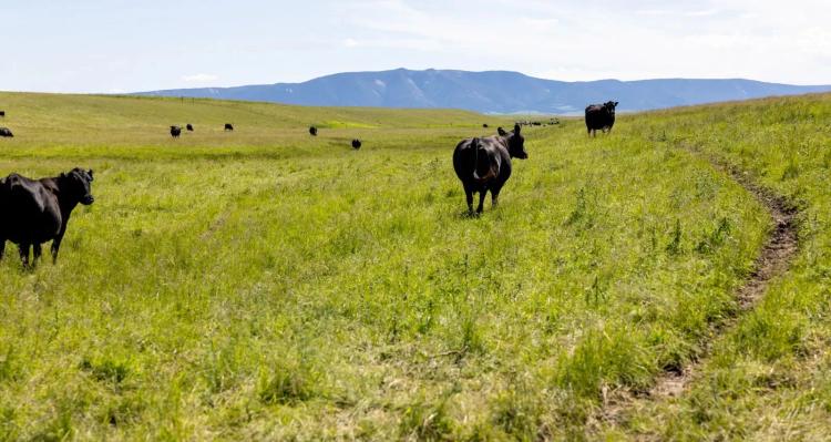 Hauck Coulee Ranch