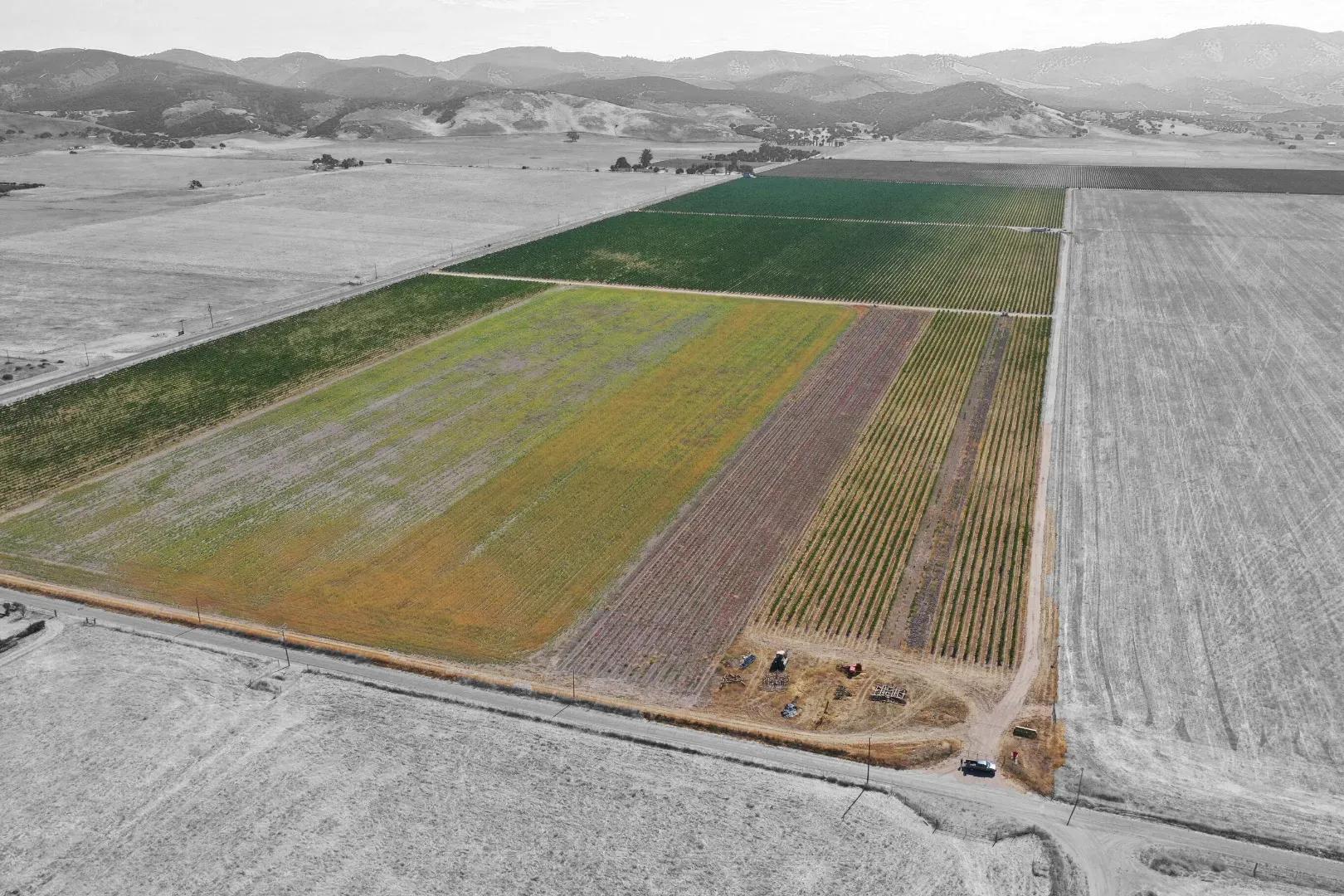 Vineyard selection 5