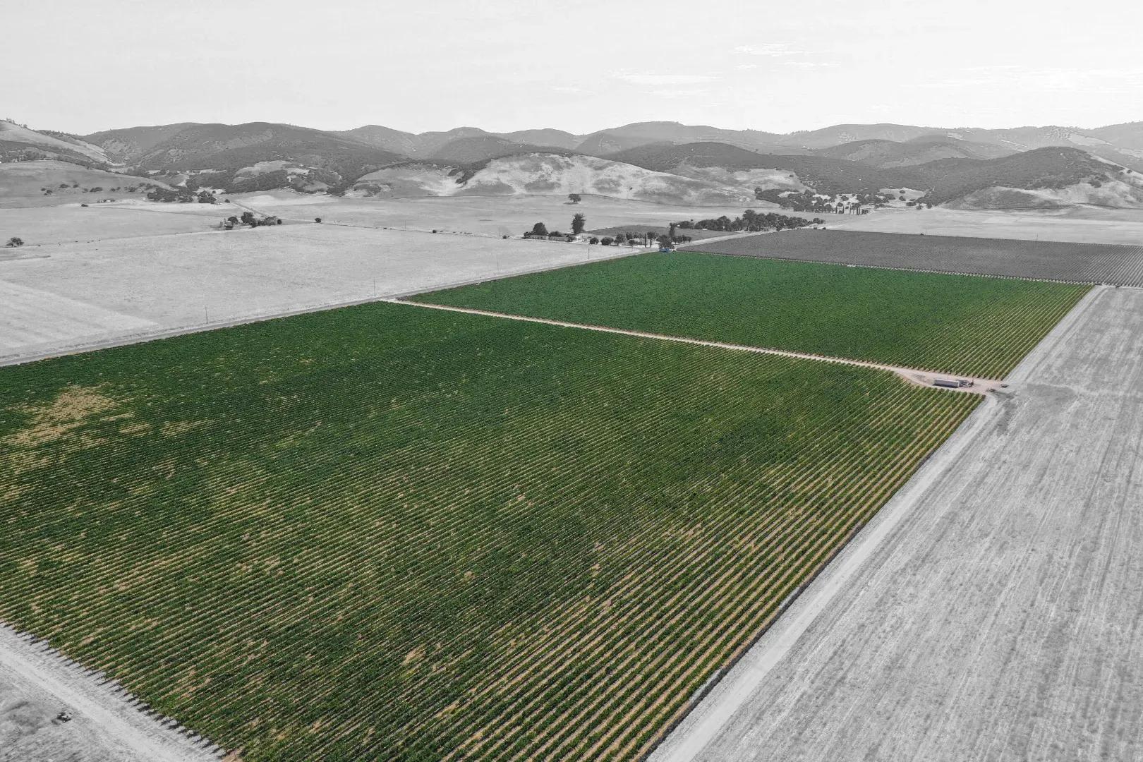 Vineyard selection
