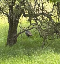 Turkey 1