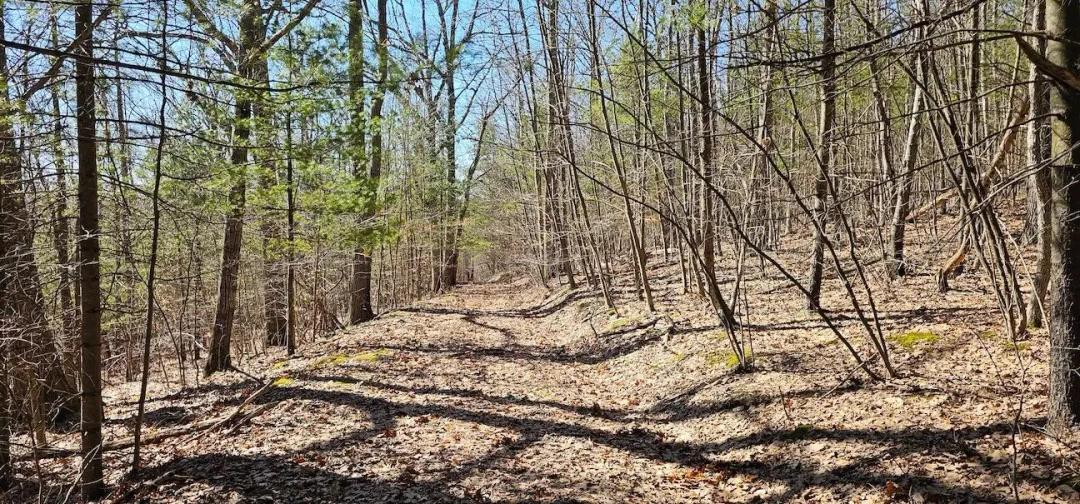 46 acres Secluded Wooded Hunting Land and Recreational Land in Van Etten NY South Hill Rd