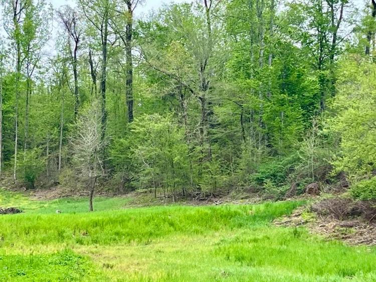 146+/- acres of Hunting Land in Warren County, MS
