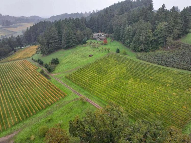 Jubilee Vineyard