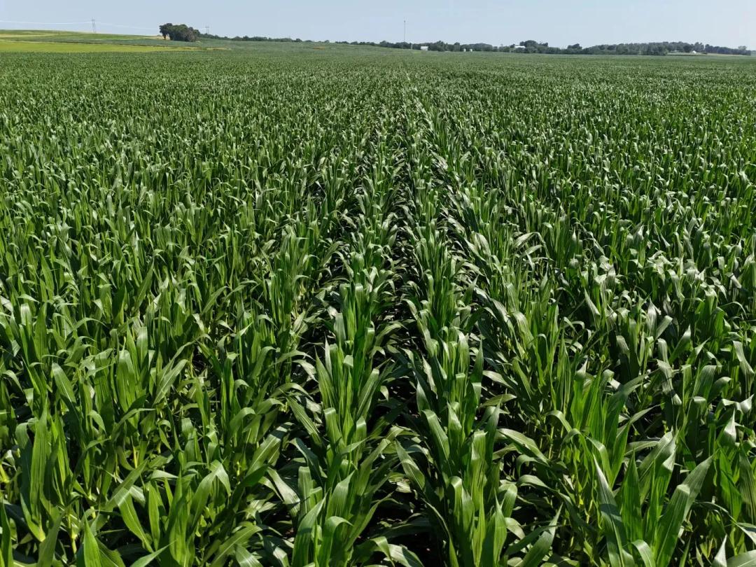 The FE Bishop Farm INC | One-Chance Sealed Bid Sale| 156.03 +/- Acres | Montgomery County, IL