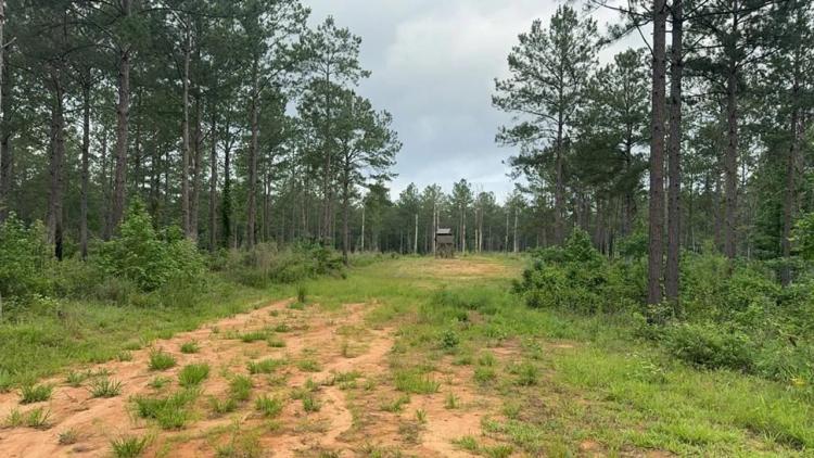 42 Acres Hunting Timberland for Sale Amite County, MS