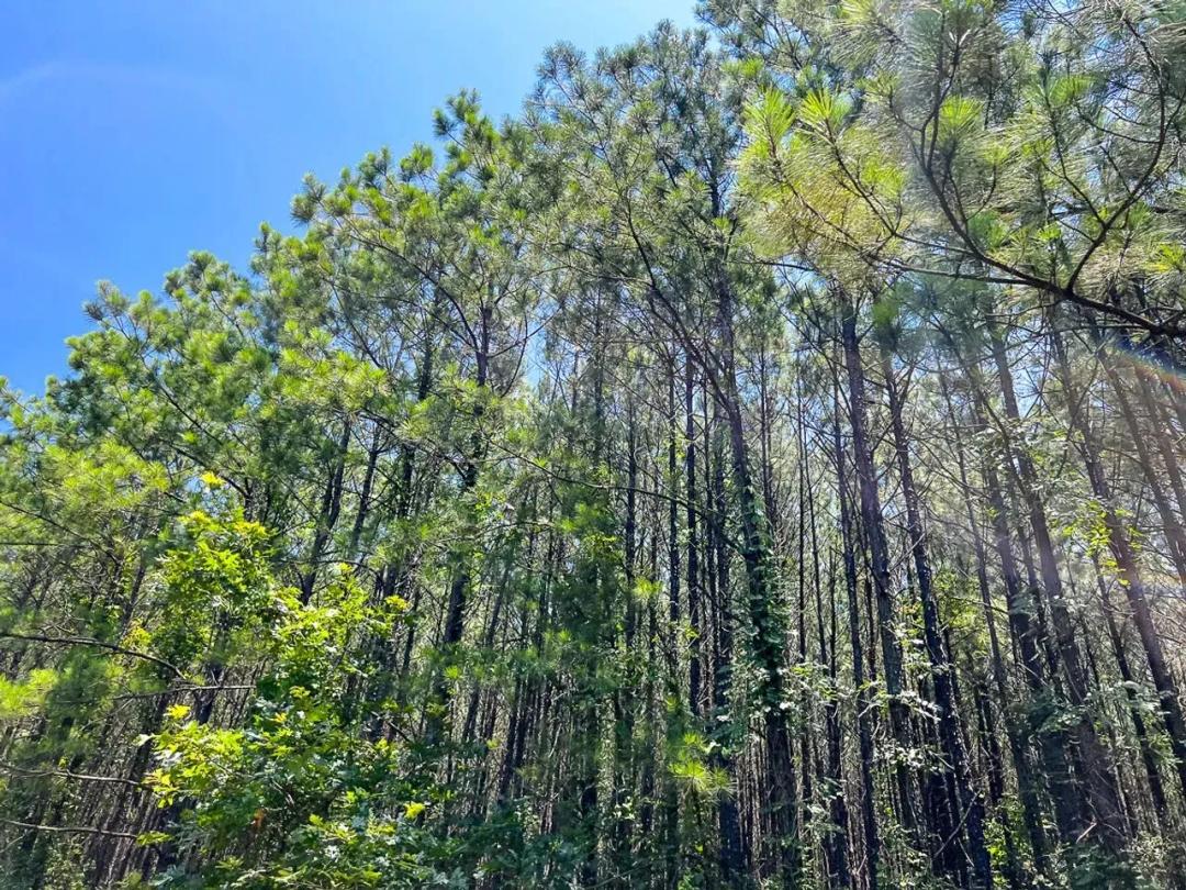 15 Acres | T-8 | Bayou Road | 1023