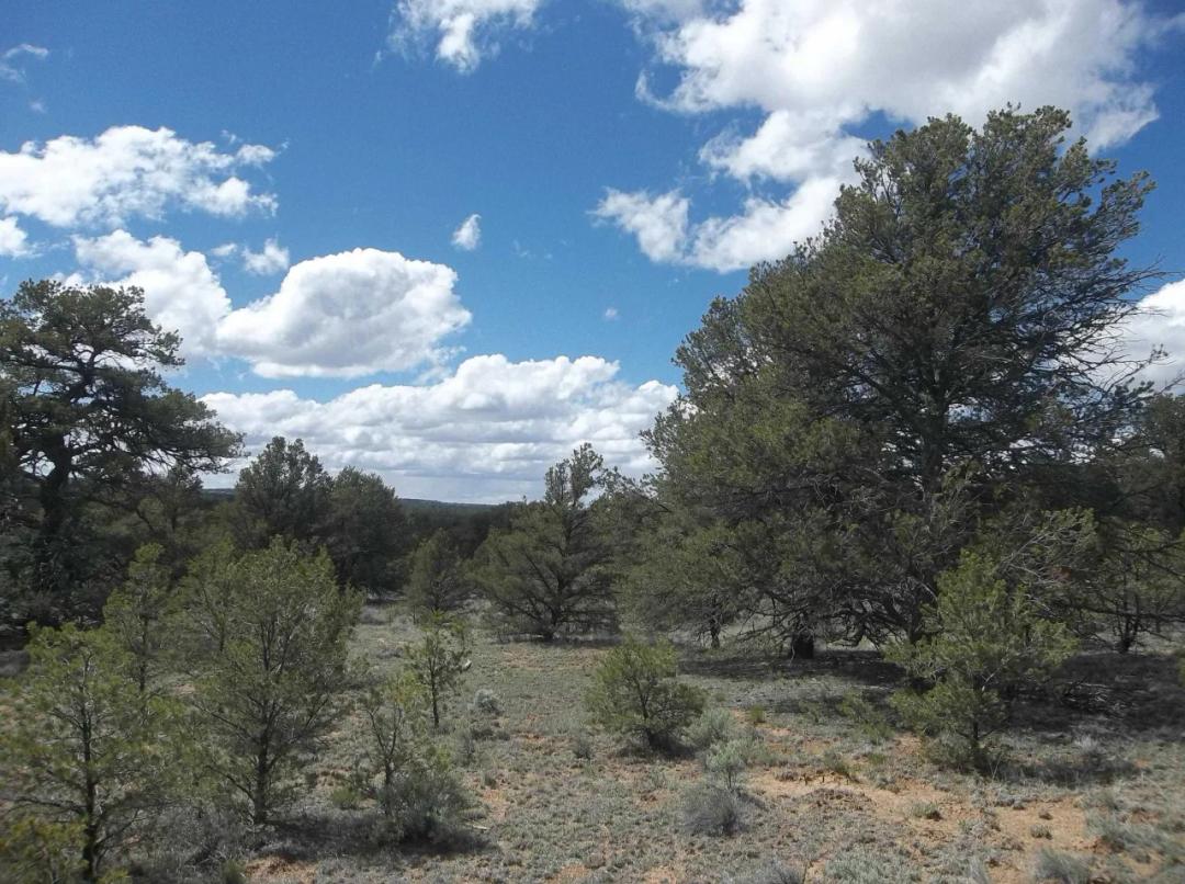 Candy Kitchen area New Mexico - Treed Parcel - Camp RV Build