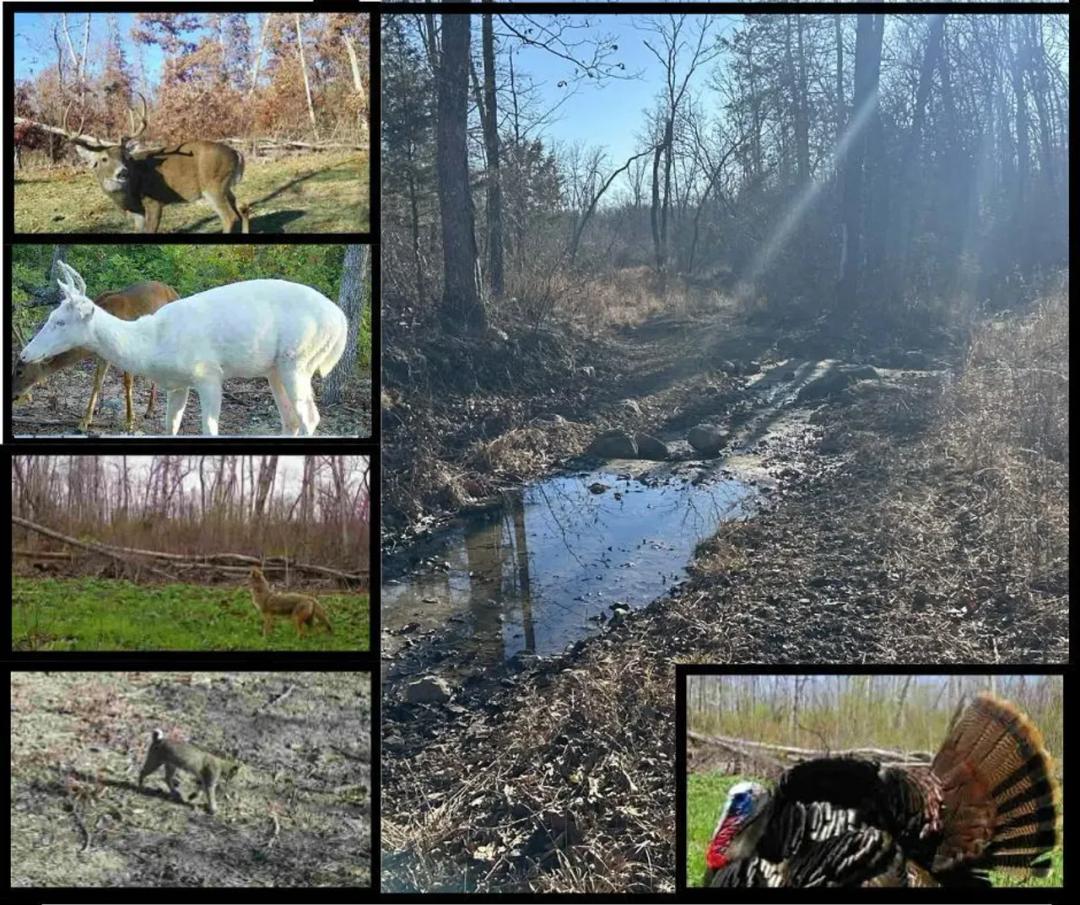Rural Hunting land, minuted from Hwy 44, Leasburg Mo