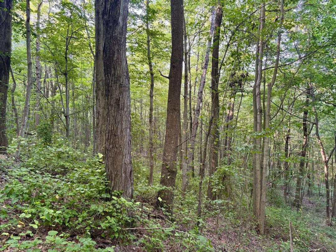 Irishtown Rd., Fayette County - 50 ± Acres