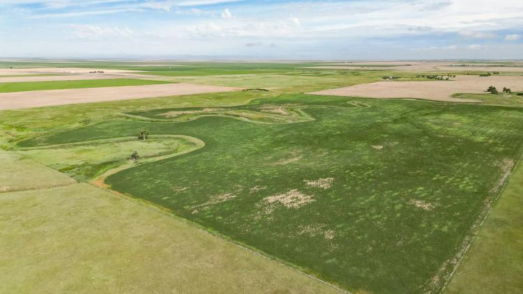 Plum Bush Creek Dryland Quarter
