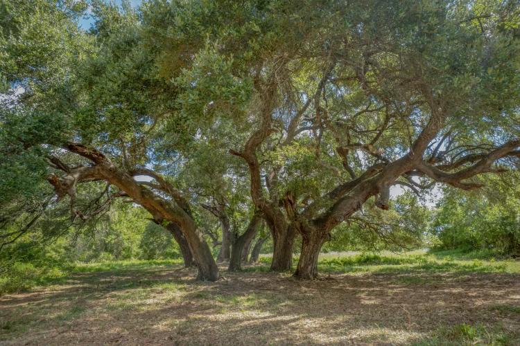 Cedar Hill Ranch