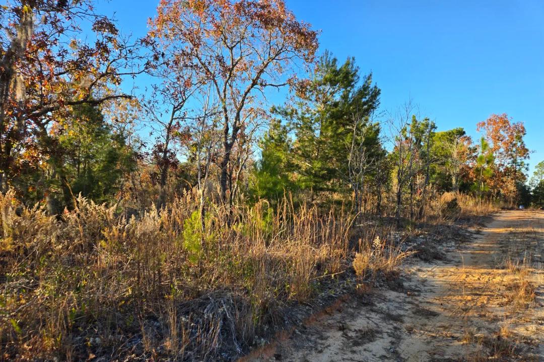 VERY NICE Secluded Lot amidst Nature