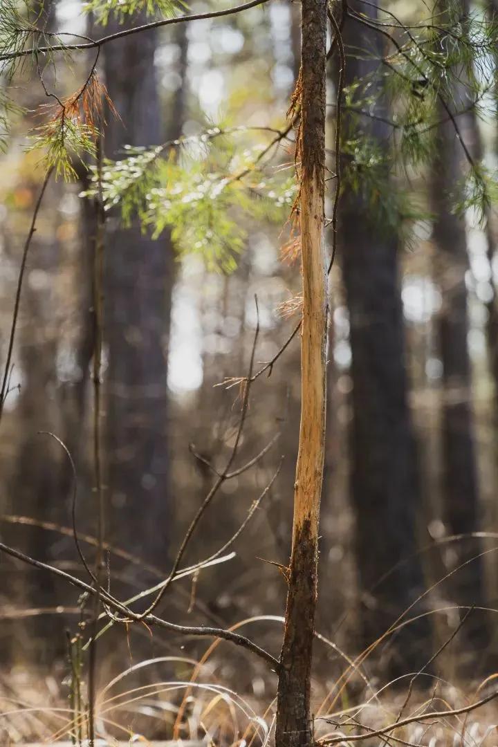 51 Acres in Tuscaloosa County, AL 