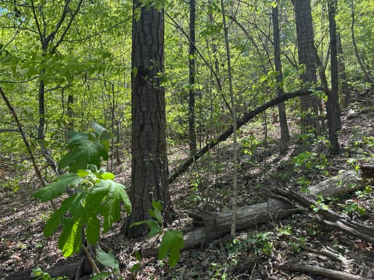 15.10 Acres at 0 Hide Away Drive