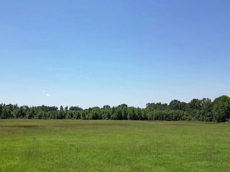 40.33 Acres Undeveloped Land, De Kalb, TX, Bowie County
