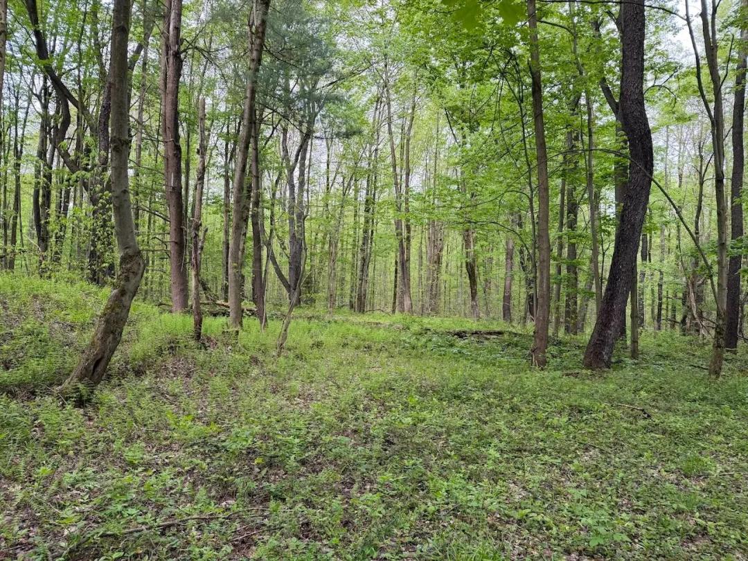 6.5 acres Recreational Property in South Dayton NY Kellogg Hill Rd Lot 2