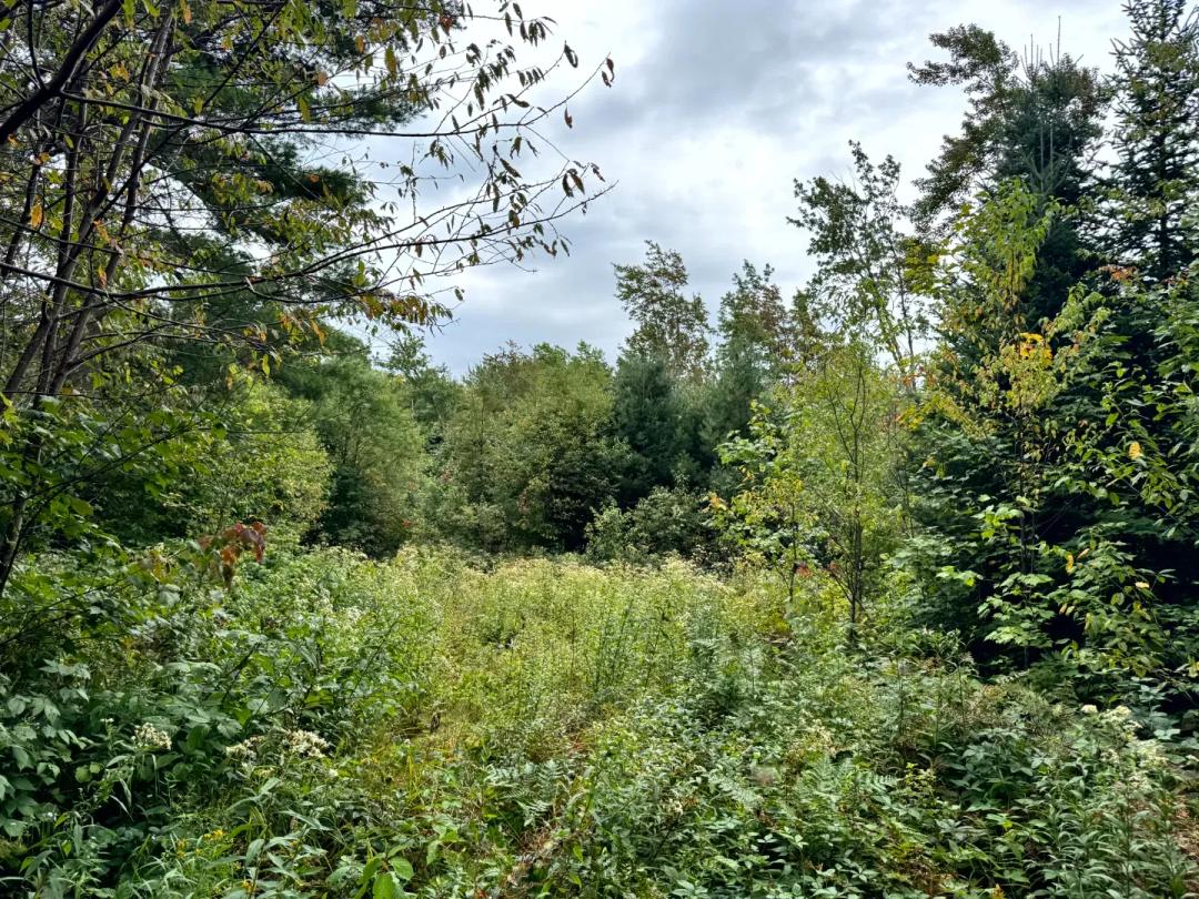 West Turin Big Woods