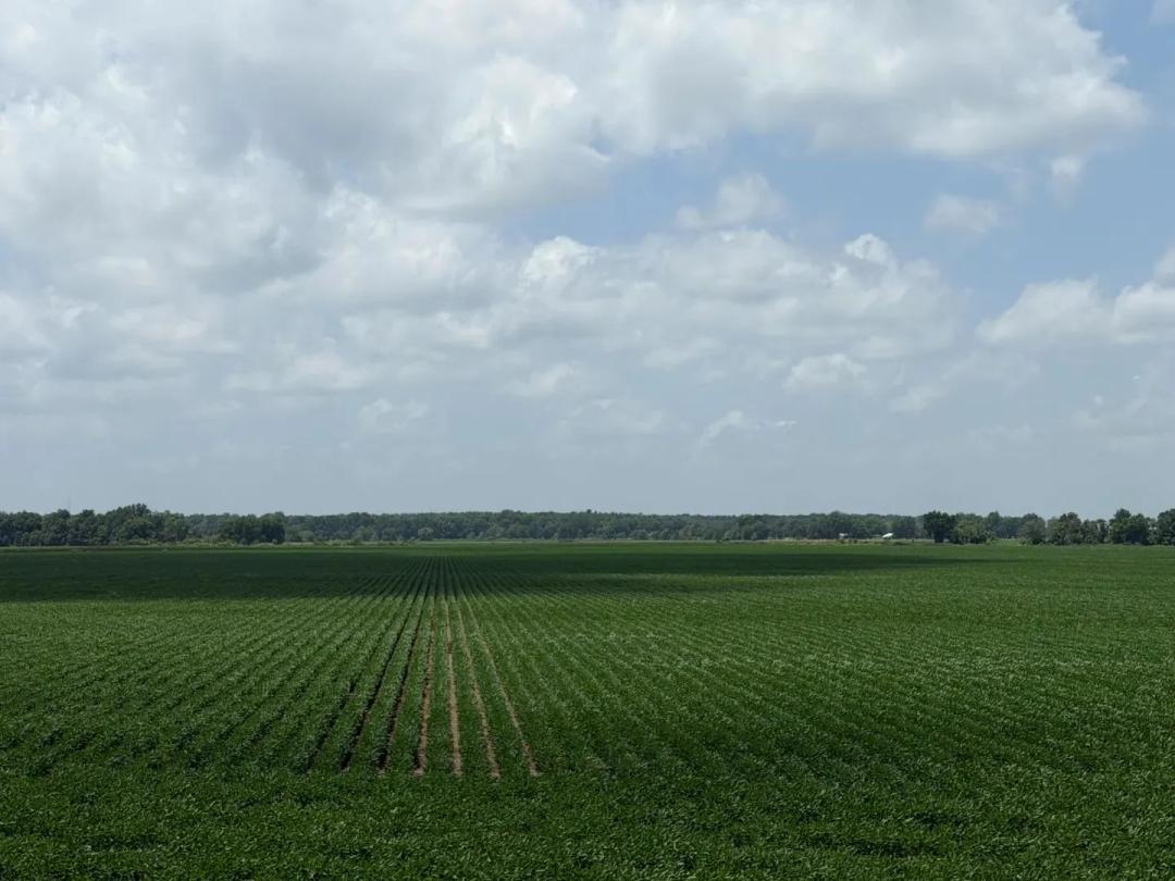 145.18 Acres in Tunica County, MS 