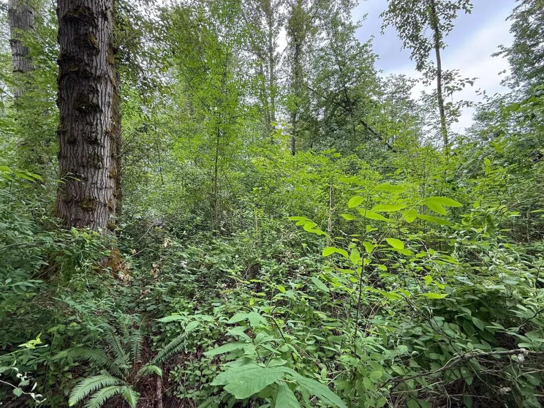 2.460 acres in Renton (BENSON HILL)