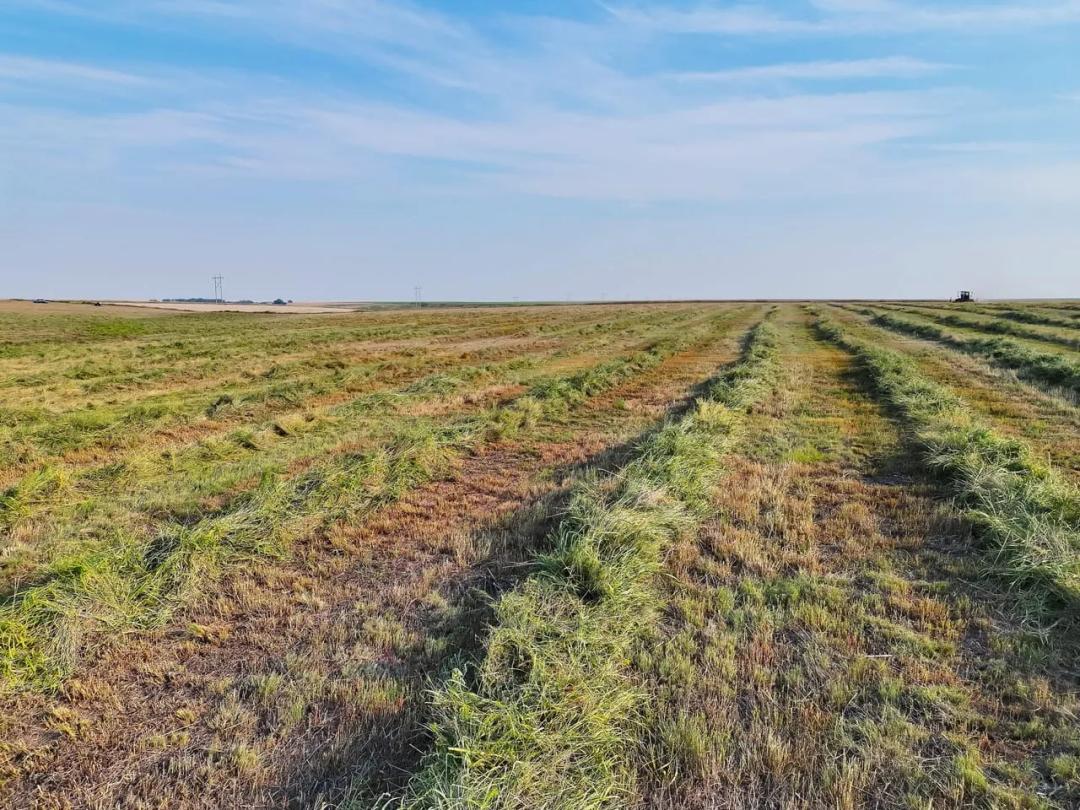 County Line CRP Quarter with Hunting Opportunities