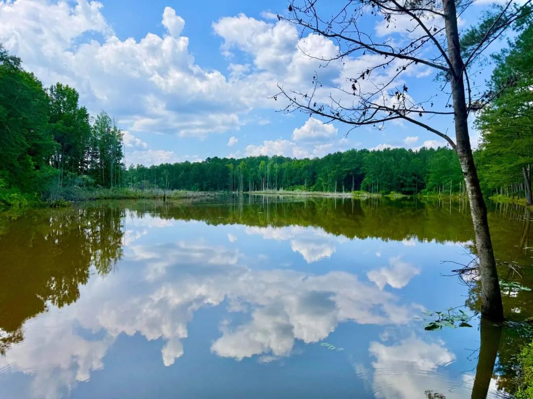 Pond, Cabin & Wildlife