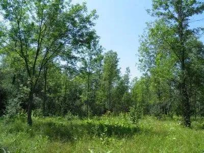 Black Pond Whitetails
