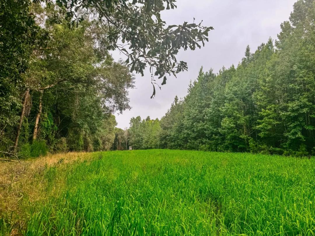 41 acres minutes from Auburn
