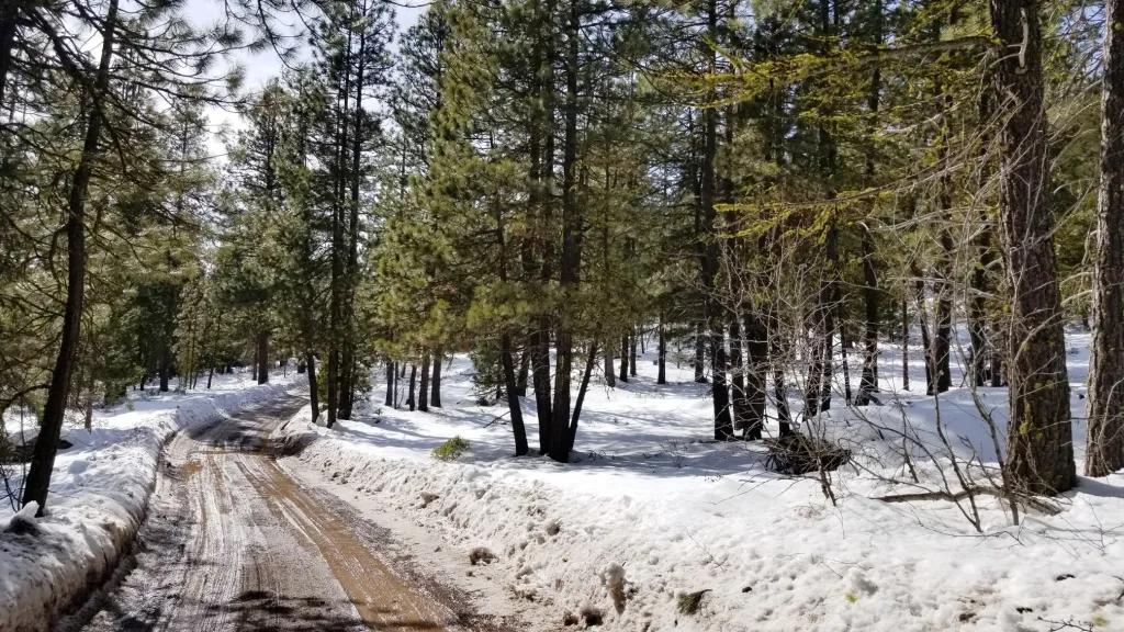 Lots of Trees - Large parcel near Bly Mountain Pass Oregon