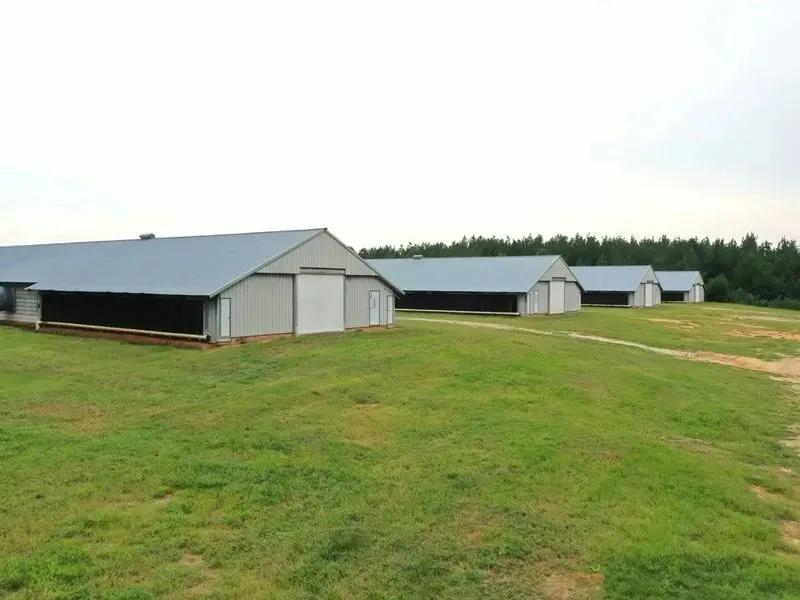 Mayflower Pullet Farm – Four House Farm in Covington County, Alabama