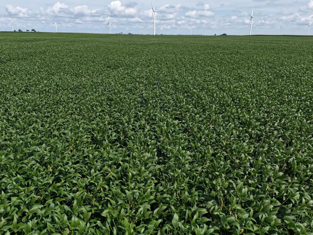 The Harris Farmland Auction | 78 +/- Acres | DeWitt County, IL