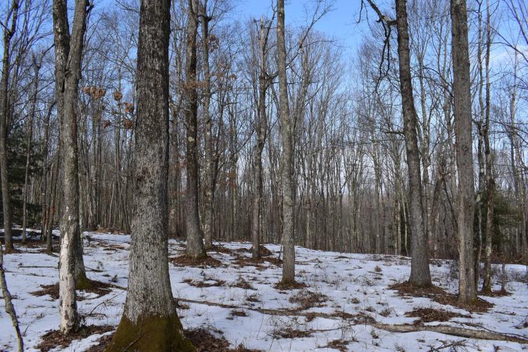 Mix of open, woods, transition &amp;pines, trail system &amp; remote