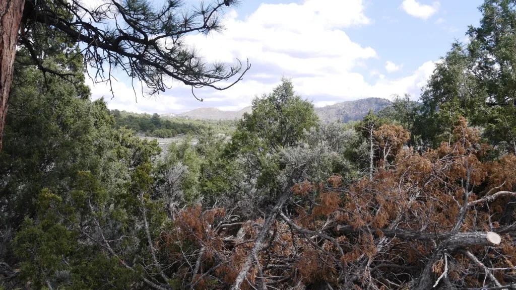 Large Treed Parcel on Hill  San Pedro Estates - Regina New Mexico  Camp RV Build