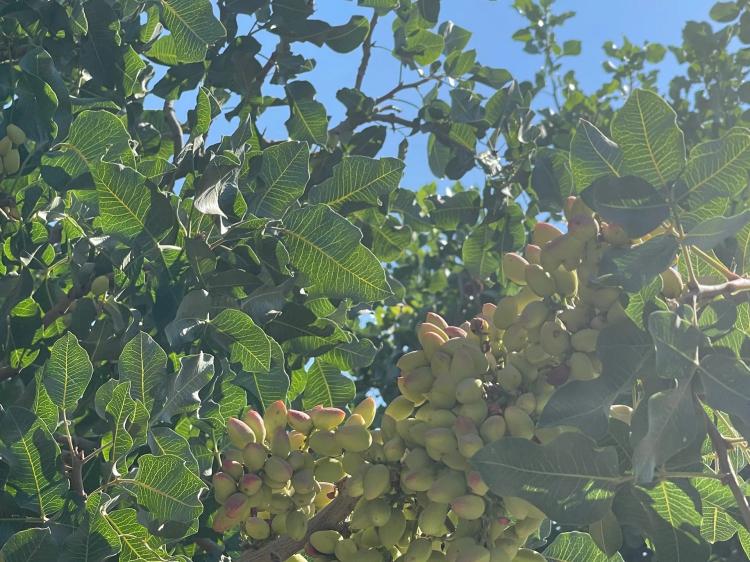 Walnut/ Pistachio Ranch in Tulare County, CA.