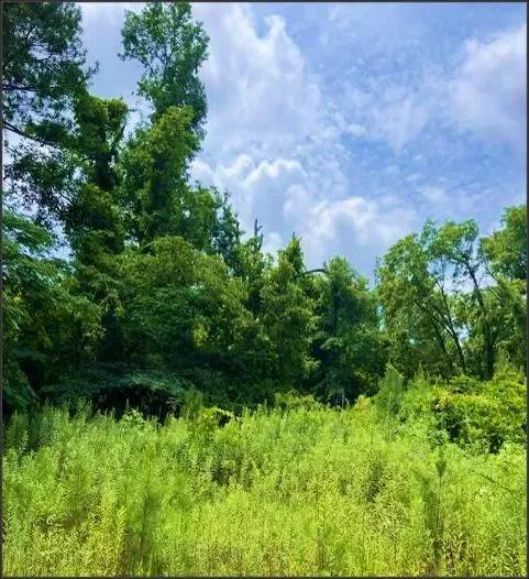 24.46 Acres in Winston County in Louisville, MS