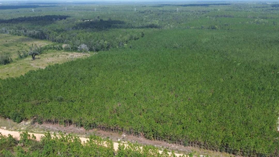 14.1 -/+ Acres Tract in Penny Morris Road, Baxley, GA	