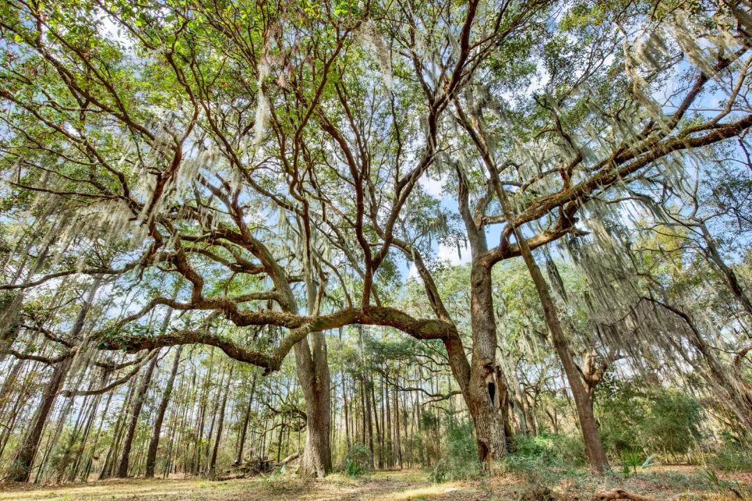 Marsh Front w/ Deep Water Access - 1.5 Acre Buildable Lot