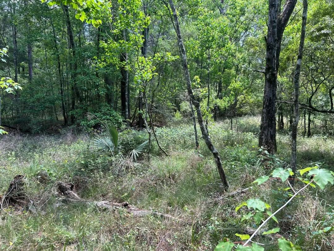 Rare Riverfront Timber &amp; Hunting Land in Livingston Parish