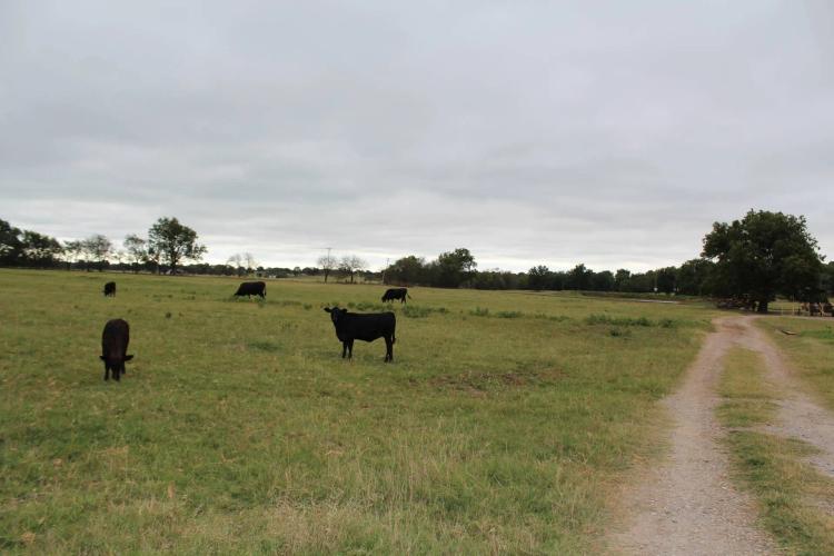 50 +/- acres, Elmore City, OK