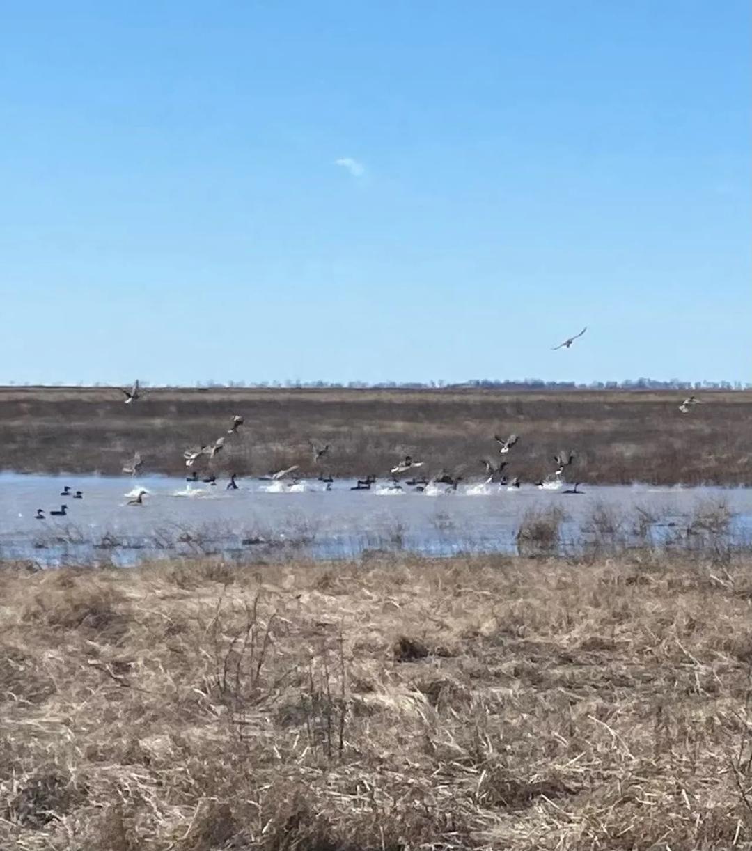 234.5+- acres WRP waterfowl property Southern MO